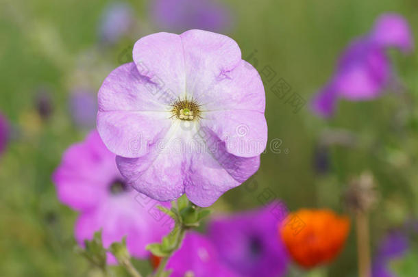 每年的美女开<strong>花边</strong>框植物学