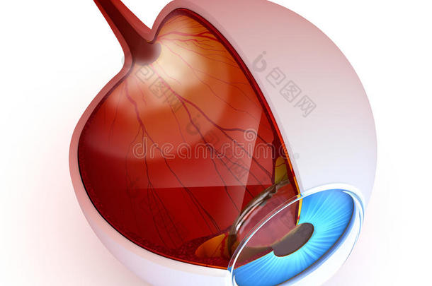眼睛解剖-白色的内部结构