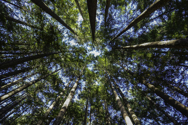 阳光明媚的一天在高大的树林里徒步旅行。