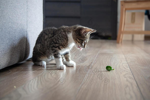 在室内玩耍的小灰色宠物小猫