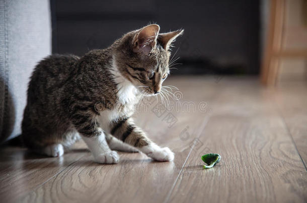 在室内玩耍的小灰色宠物小猫