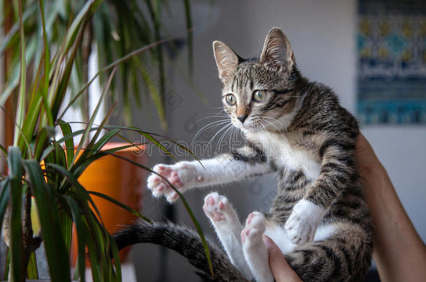 在<strong>室内玩耍</strong>的小灰色宠物小猫