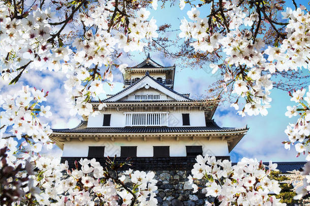 日本京都樱花季