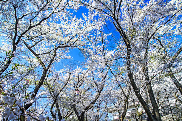 日本<strong>京都樱花</strong>季