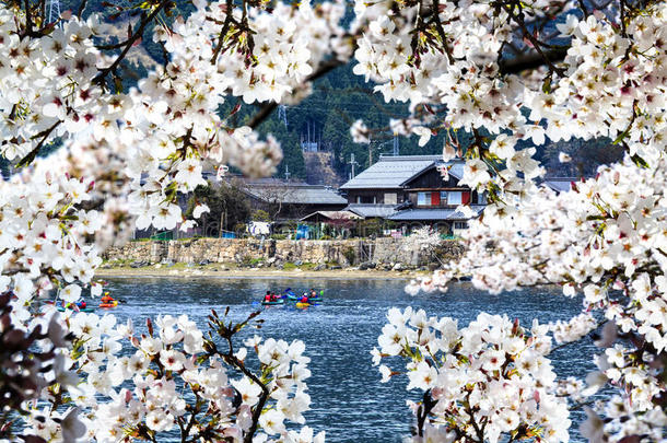 日本京都樱花季