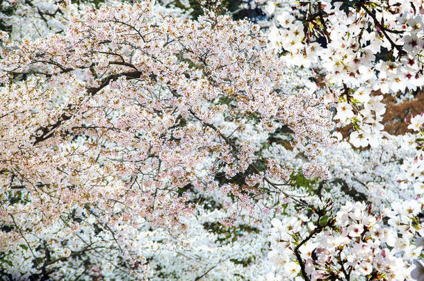 日本京都樱花季