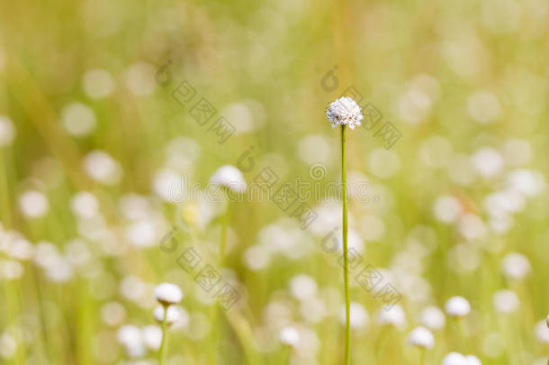 枇杷科花卉