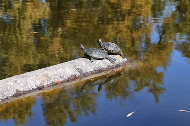 两只乌龟在管子上休息