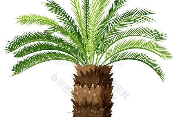 西米棕榈植物的俯视图