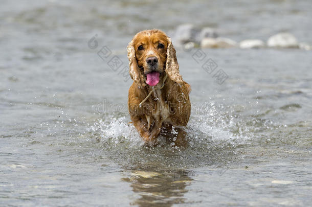 快乐狗英国<strong>可卡猎犬</strong>向你跑来