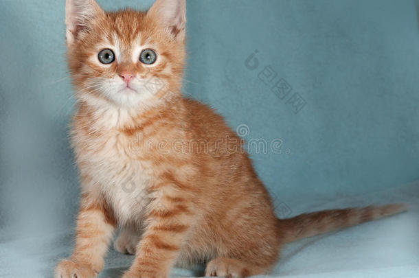 毛茸茸的姜黄色和白色的小猫坐在蓝色的上面