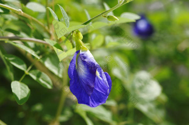 蝴蝶豌豆花