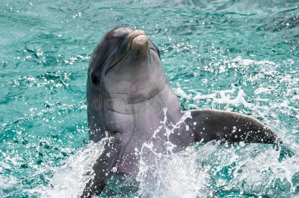海豚在水里玩耍