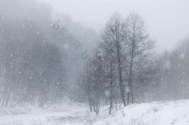 冬天，雪花飘落在风景上