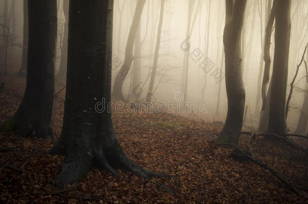 秋雾神秘的神奇森林