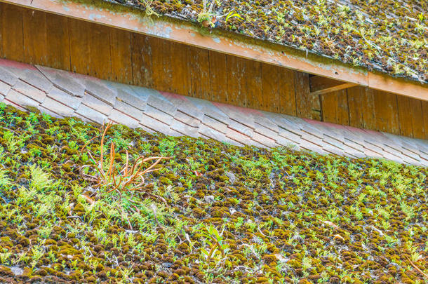 苔藓屋顶