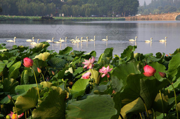 杭州西湖白天鹅莲花