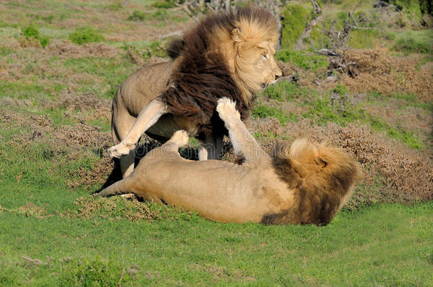 两只卡拉哈里狮子在阿<strong>多大</strong>象国家公园玩耍