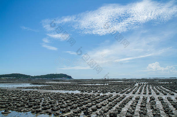 班昂西拉牡蛎养殖场