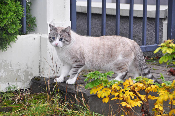 蓝眼睛的碎布娃娃猫