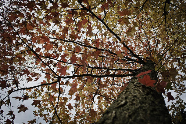 秋树，叶橙黄色和微红色