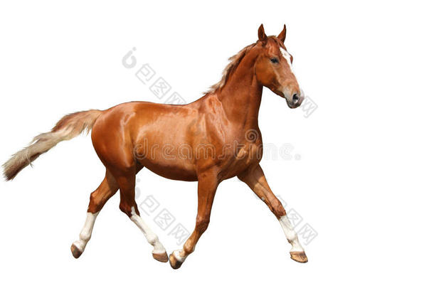 栗色棕色的马在白色背景上<strong>自由奔跑</strong>