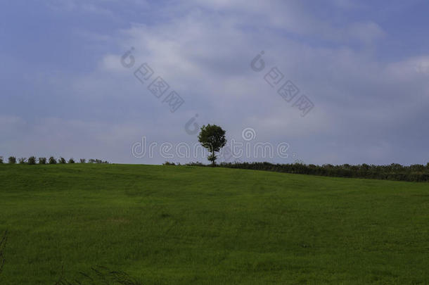 孤独树，克罗地亚
