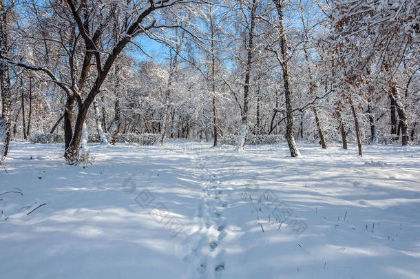 冬季森林雪地公园