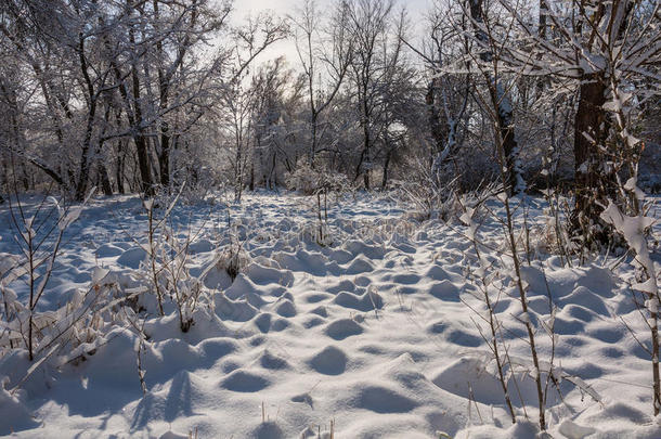 冬季雪地公园树木