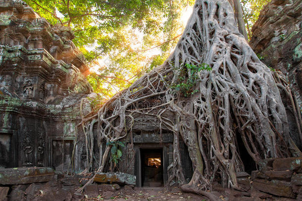 一座历史悠久的高棉寺庙的古老遗迹和树根