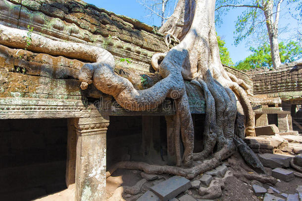 一座<strong>历史</strong>悠久的高棉寺庙的古老<strong>遗迹</strong>和树根