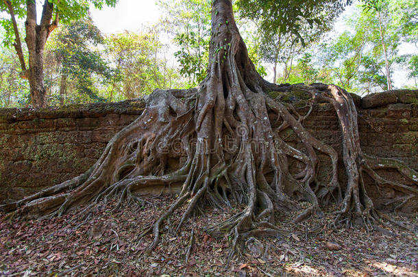 一座历史悠久的高棉寺庙的古老遗迹和树根
