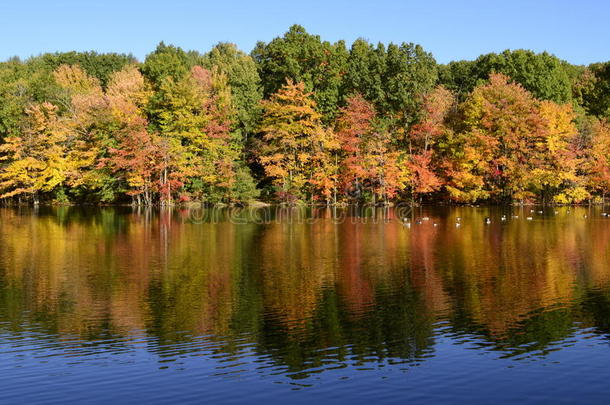 池塘边的秋树上有绿头鸭，加拿<strong>大鹅</strong>在水面上倒影