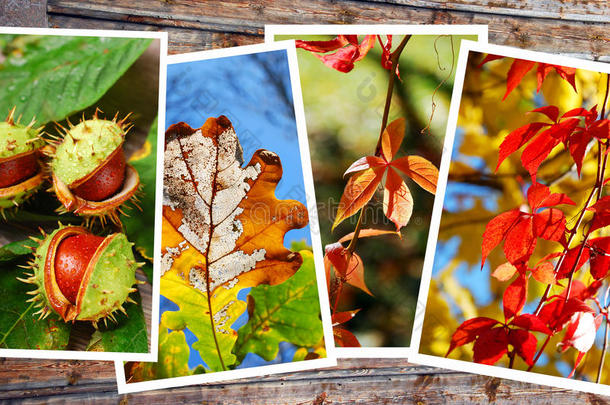 美丽的秋天图片集