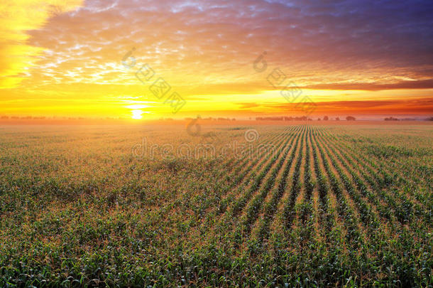 夕阳下的玉米田