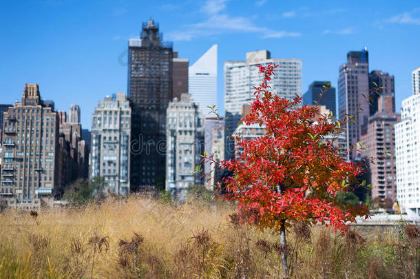 不同颜色的树叶飘落在纽约曼哈顿