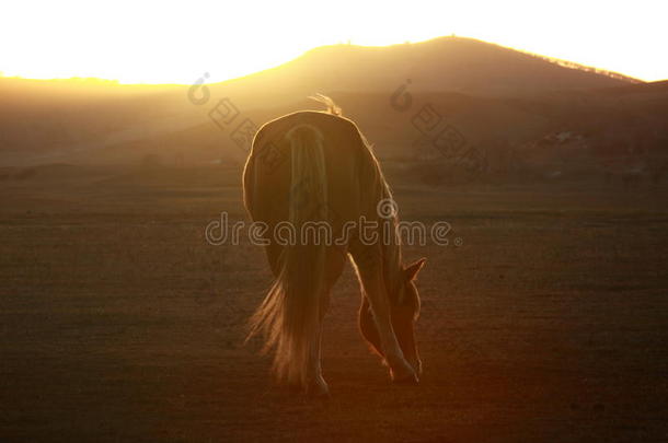 乌兰布通草原上的马