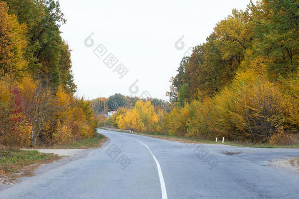 秋树背景下的沥青公路十字路口