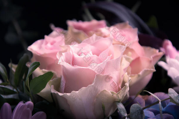 粉红色玫瑰特写在黑色和其他花卉背景上