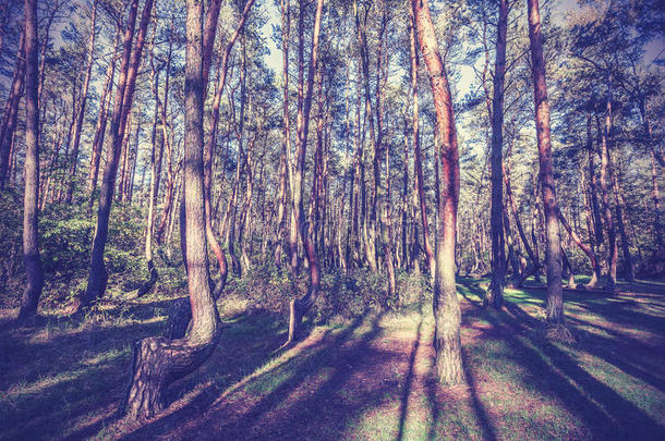波兰弯曲森林的复古风格图片