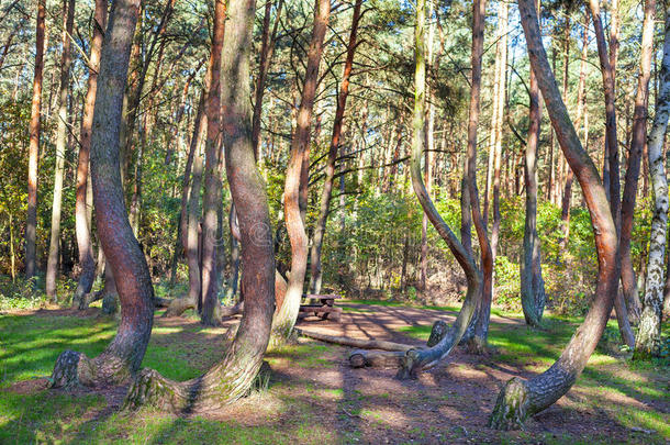 波兰弯曲森林中形状奇特的松树林