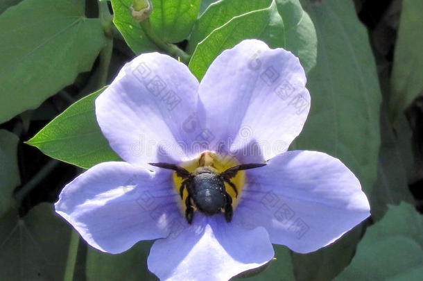 电话：hashomer thunbergia grandiflora 2012