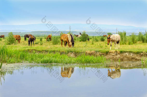 水边草地上的一群马