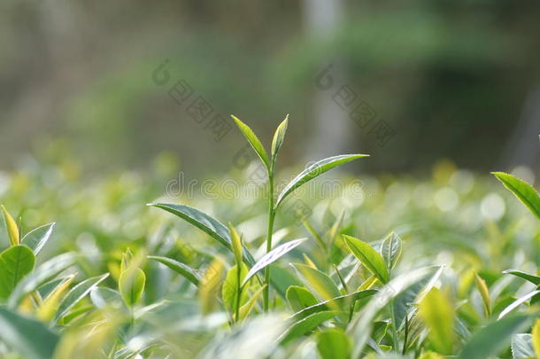 田间乌龙茶