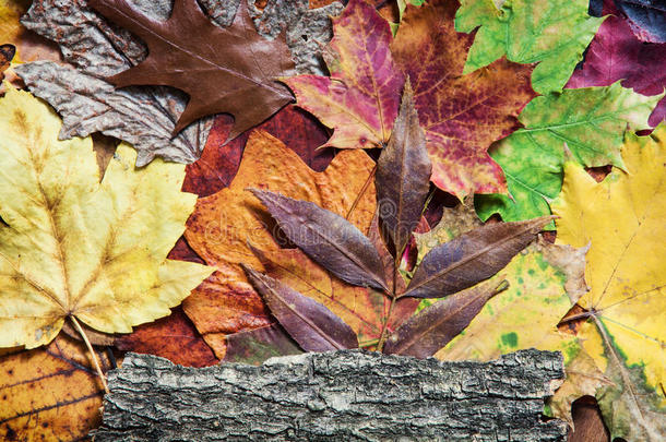 五彩缤纷的秋叶和树皮