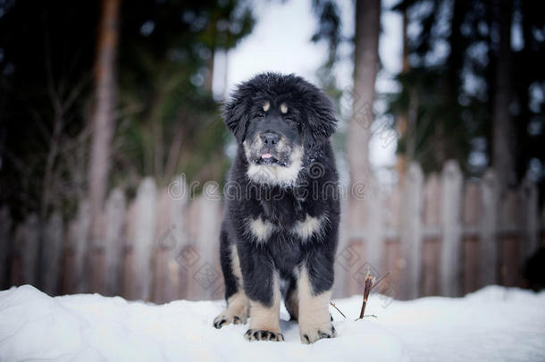 小狗藏獒在冬天，假日，雪地里