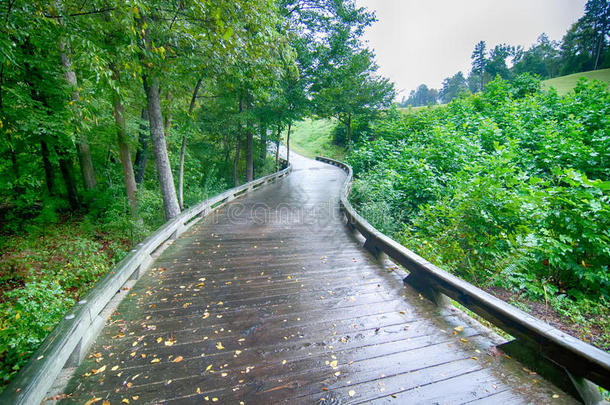 一座木制高尔夫步道桥绕着树木弯弯曲曲