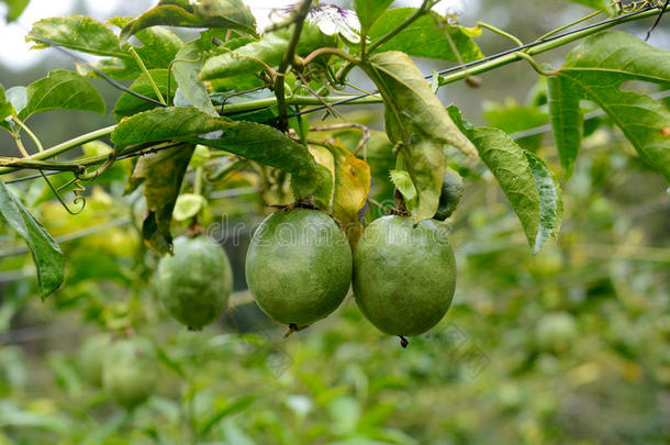 植物上的<strong>百香</strong>果