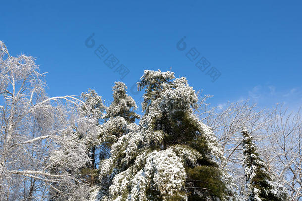 冰雪覆盖的树木映衬着蓝天