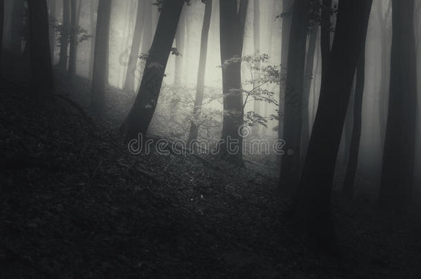 万圣节鬼魂在神秘的黑暗森林里和福